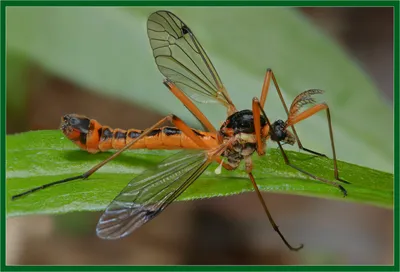 Фотографии Большого комара и уникальные особенности
