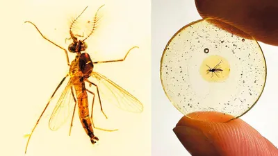 Большой комар на фото: интересные изображения