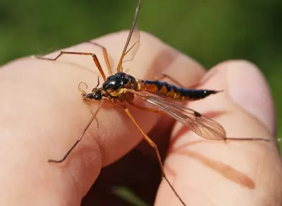 Большой комар - фото и удивительные моменты