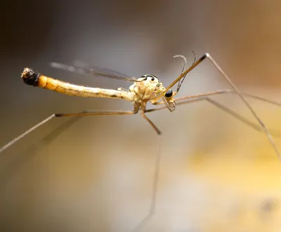 Фотографии Большого комара и захватывающие особенности