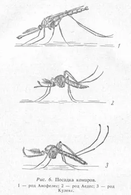 Удивительные фотографии Большого комара
