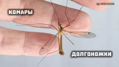 Большой комар - фото и интересные особенности
