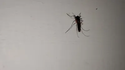 Фото комаров в HD качестве