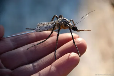 Изображения комаров в Full HD