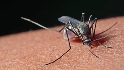 Картинки комаров в формате JPG