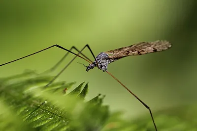 Фото большого комара в формате WebP