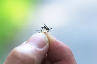 Фото комаров в 4K разрешении