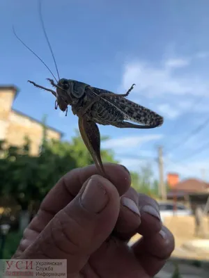 Кузнечик на фотографии