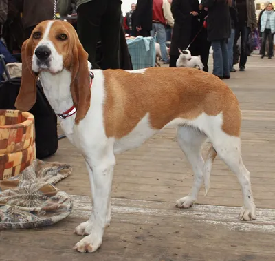 Фото собаки большого вандейского гриффона: наслаждайтесь красотой
