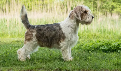 Изображения собаки большого вандейского гриффона: доступные форматы