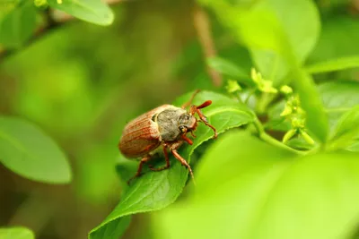 Фотографии большого жука: уникальные ракурсы и детали