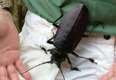 Новые изображения большого жука для скачивания