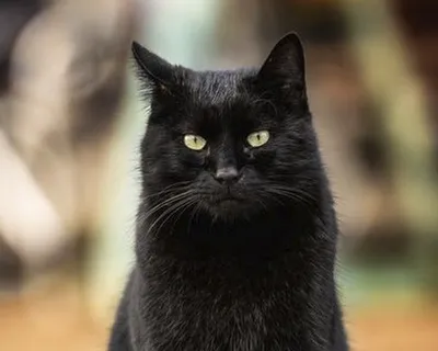Бомбейская кошка  фото