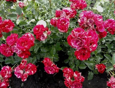 Фотография бордюрной розы в формате jpg