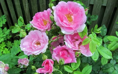 Бордюрная роза: изображение png
