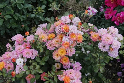 Фото бордюрной розы в webp формате для загрузки