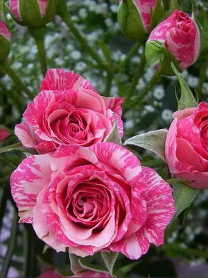 Фото бордюрной розы в png формате для скачивания