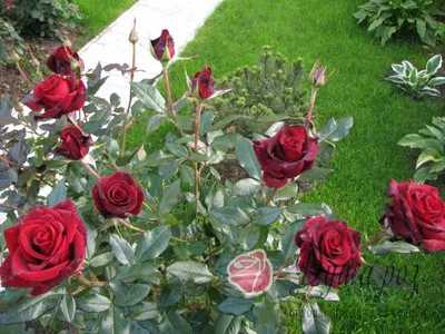 Изображение бордюрной розы в формате webp для загрузки