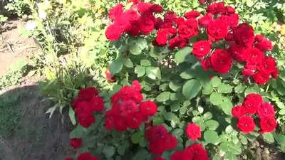 Фотка бордюрной розы: jpg изображение