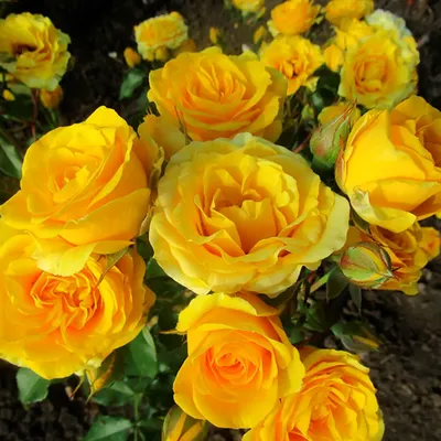 Фотография бордюрной розы в png формате