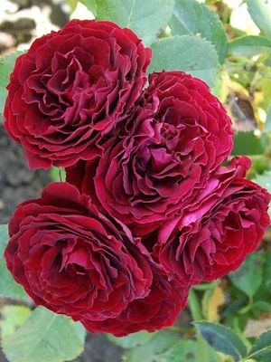 Фото бордюрной розы: webp изображение