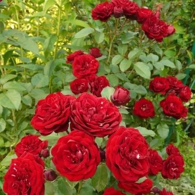 Бордюрная роза фотографии