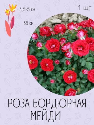 Фото бордюрной розы в webp формате для загрузки