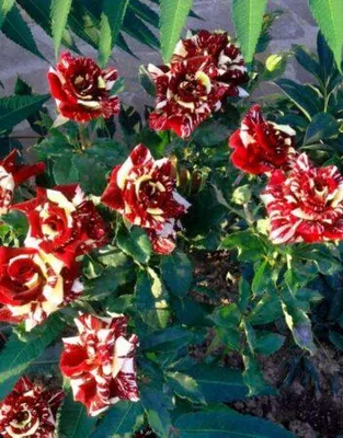Изображение бордюрной розы в формате jpg для скачивания