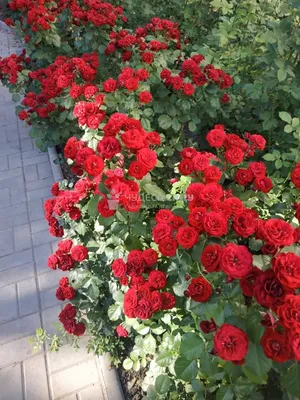 Фото бордюрной розы в png формате для загрузки