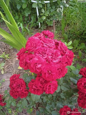 Картинка с бордюрной розой в формате webp