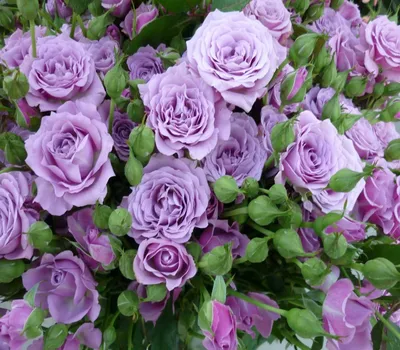 Фотка бордюрной розы в формате webp