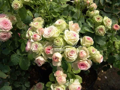 Фото бордюрной розы в png формате