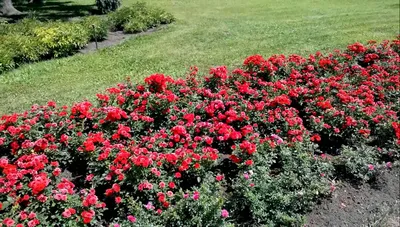 Бордюрные розы в саду: маленькое изображение jpg