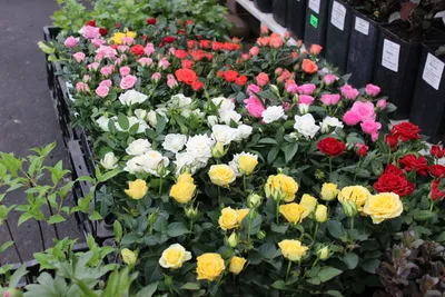 Фото бордюрных роз в саду: красивая картинка png
