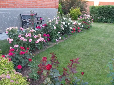 Изображение роз в саду: маленькое изображение webp