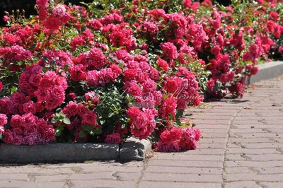 Фотография бордюрных роз: красочное изображение jpg