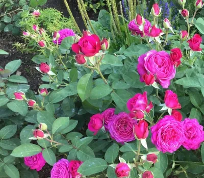 Изображение роз в саду: оригинальное изображение jpg