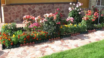 Фото бордюрных роз в саду: маленькое изображение png