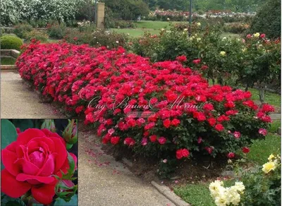 Изображение роз в саду: красивая картинка webp