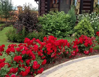 Изображение бордюрных роз в саду: оригинальный формат webp