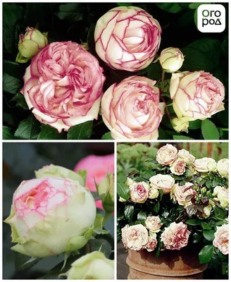 Изображение роз в саду: маленькое фото jpg