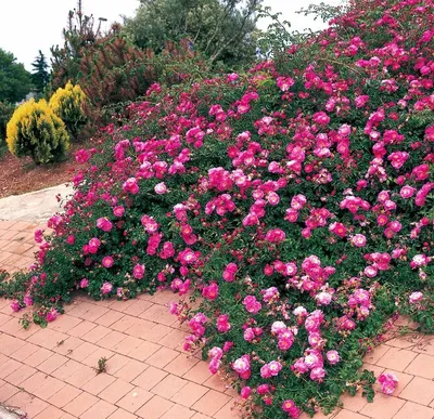 Изображение роз в саду: оригинальное изображение png
