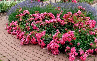 Фотография бордюрных роз в саду: большое изображение jpg