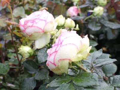 Фотография бордюрных роз: большое фото webp