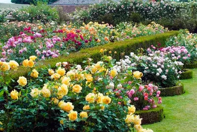 Розы в саду: фото в формате jpg