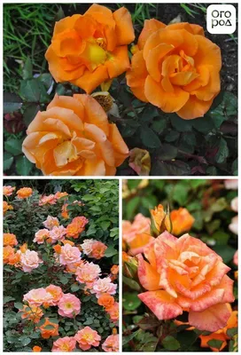 Фото бордюрных роз в саду: маленькое изображение png