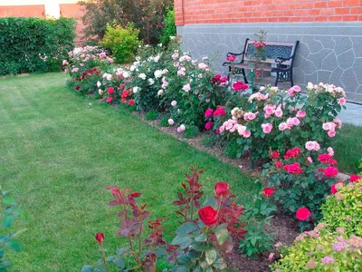 Розы в саду: красочная фотка png