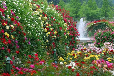 Фото бордюрных роз в саду: большое изображение webp