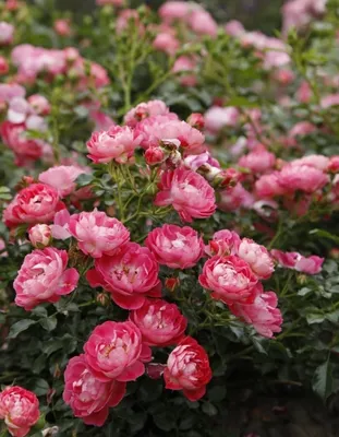 Фотография бордюрных роз: красивая картинка png
