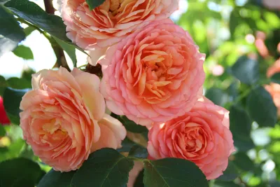 Розы в саду: оригинальная фотография webp